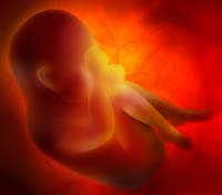 fetal development further along